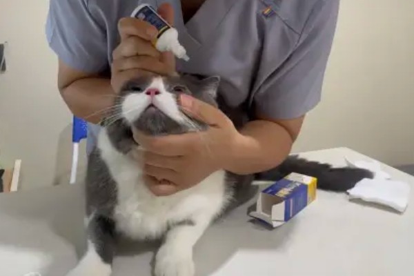 猫咪眼睛发炎怎么处理，可及时清洗眼睛
