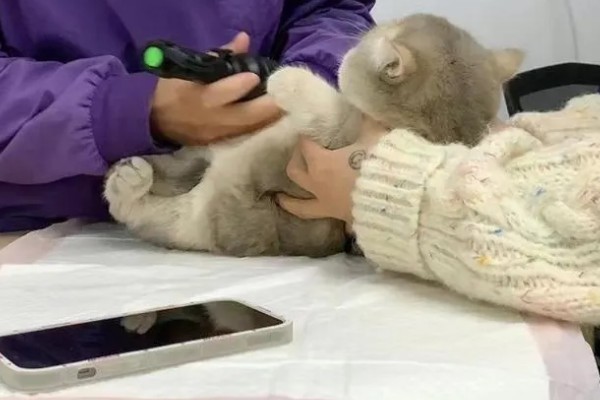 猫咪眼睛发炎怎么处理，可及时清洗眼睛