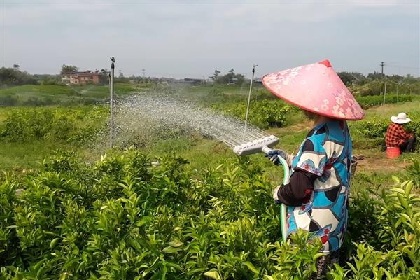 冲施肥的结合使用方法，生物肥与化肥相结合可以活化土壤