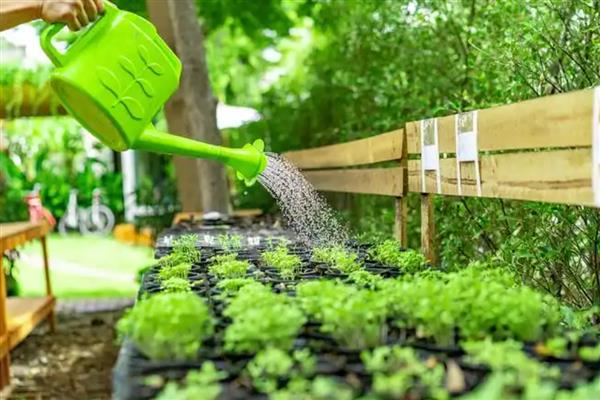 冲施肥的结合使用方法，生物肥与化肥相结合可以活化土壤