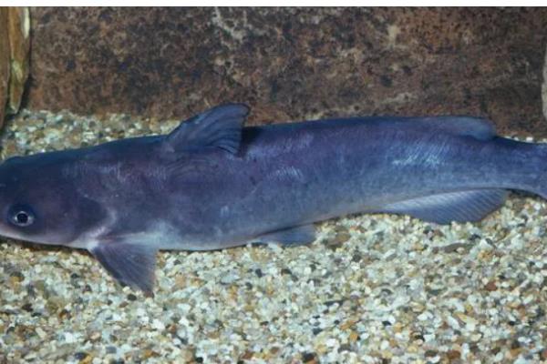 叉尾鱼的价值,有营养价值也有经济价值