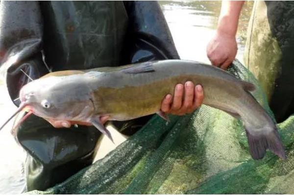 叉尾鱼的价值,有营养价值也有经济价值