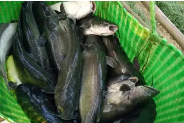 叉尾鱼的价值,有营养价值也有经济价值