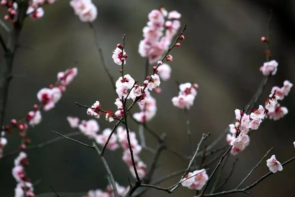 梅花的别称，别称为腊梅、春梅等
