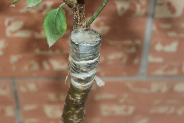 梅花的别称，别称为腊梅、春梅等