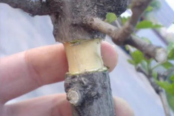 梅花的别称，别称为腊梅、春梅等