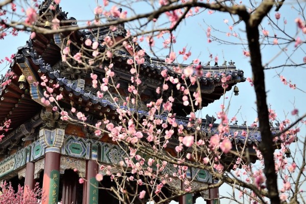 梅花的别称，别称为腊梅、春梅等