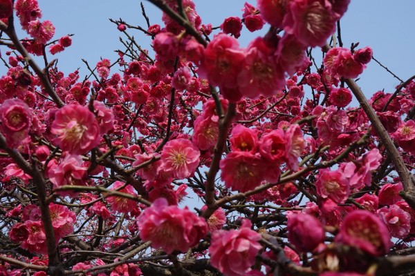 梅花的别称，别称为腊梅、春梅等