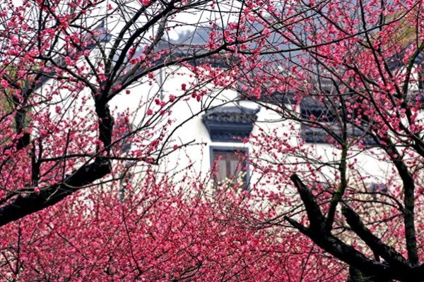 梅花的别称，别称为腊梅、春梅等