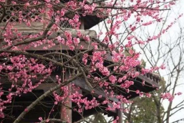 梅花的别称，别称为腊梅、春梅等