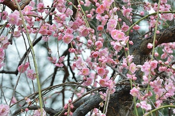 梅花的别称，别称为腊梅、春梅等