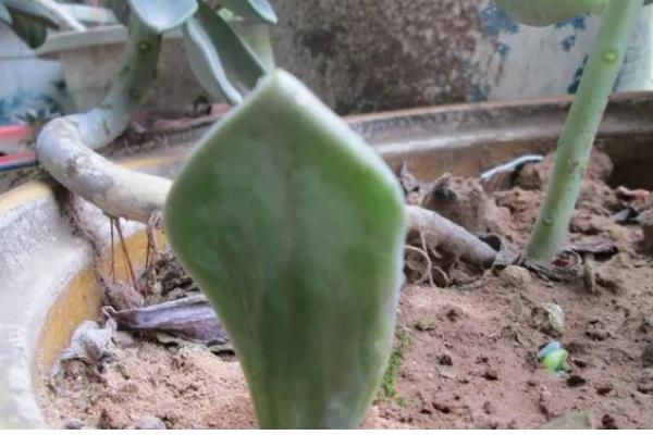 宝石花的分盆方法，主要采取叶插的方法