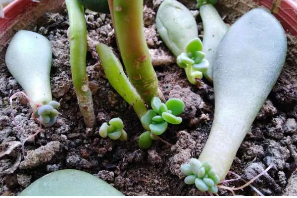 宝石花的分盆方法，主要采取叶插的方法