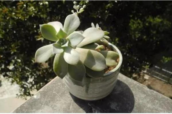 宝石花的分盆方法，主要采取叶插的方法