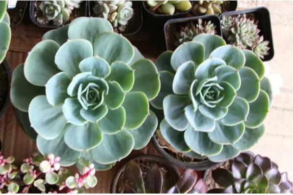 宝石花的分盆方法，主要采取叶插的方法