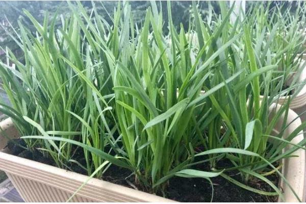 盆栽韭菜的施肥方法，基肥以腐熟有机肥、生物有机肥为主