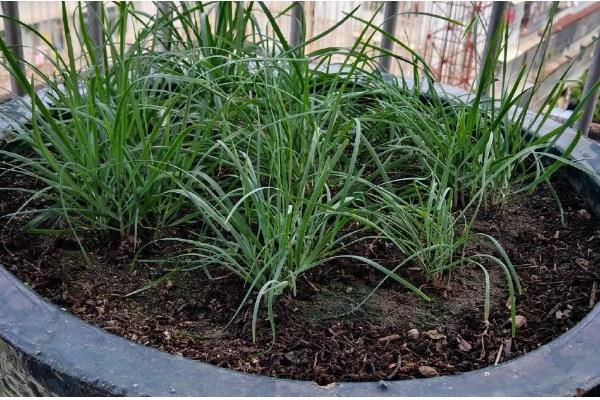 盆栽韭菜的施肥方法，基肥以腐熟有机肥、生物有机肥为主
