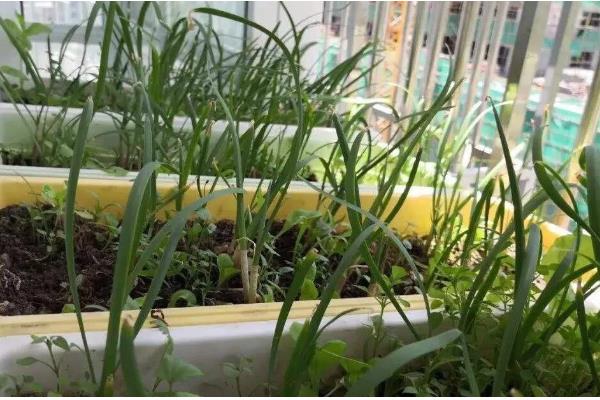 盆栽韭菜的施肥方法，基肥以腐熟有机肥、生物有机肥为主