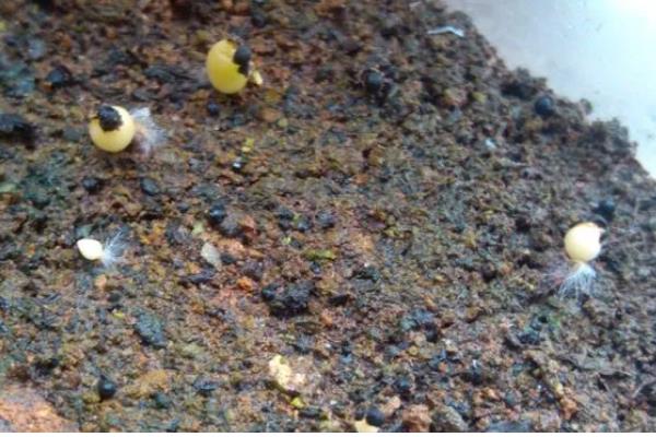 仙人球花如何留种子,要抓住仙人球花的花期