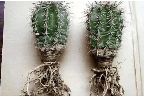仙人球花如何留种子,要抓住仙人球花的花期