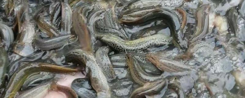 泥鳅可以养殖吗,可以养殖泥鳅