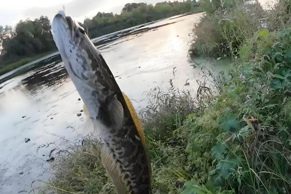 手竿钓黑鱼搭配几号鱼钩，搭配不同的鱼钩要选择不同的钩号