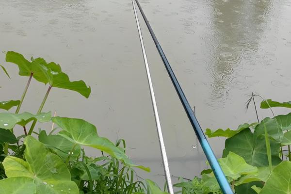 手竿钓黑鱼搭配几号鱼钩，搭配不同的鱼钩要选择不同的钩号