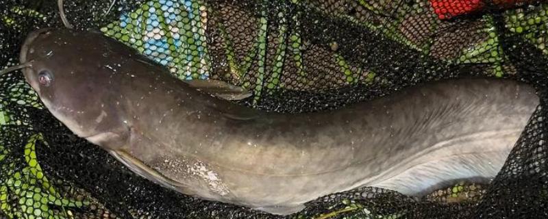 鲶鱼有鱼鳞吗,它们的鳞片已经退化