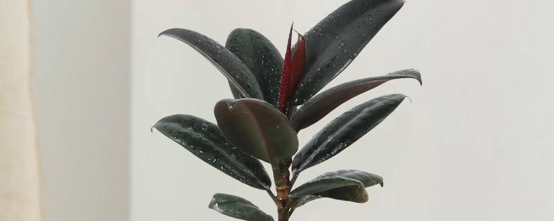 橡皮树打顶后只长一个侧芽如何解决，侧芽长至10厘米时可以再次打顶