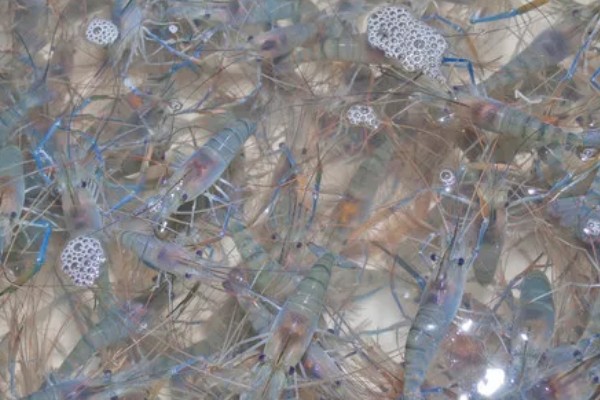 长臂虾好不好养，养殖难度并不算高