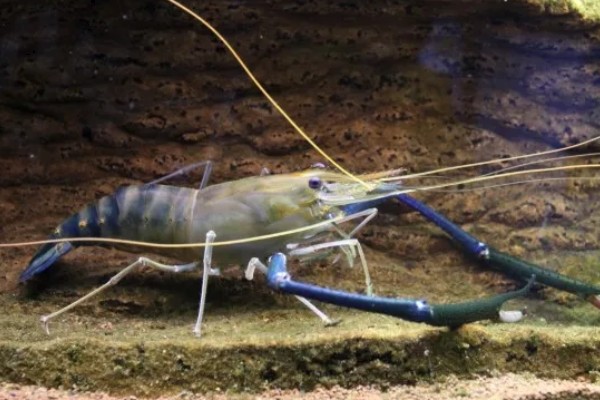 长臂虾好不好养，养殖难度并不算高