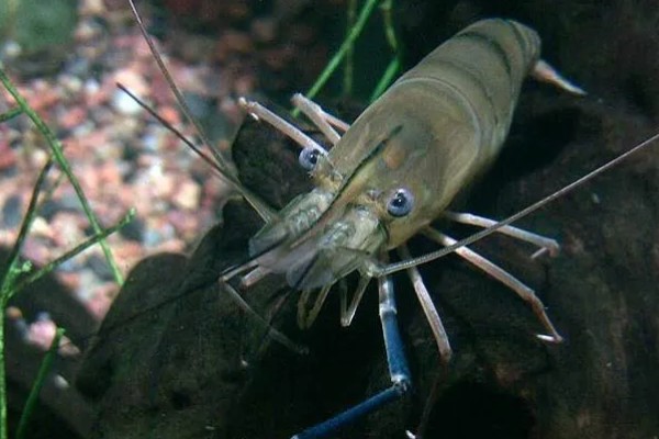 长臂虾好不好养，养殖难度并不算高