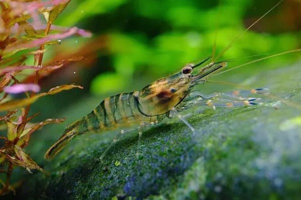 长臂虾好不好养，养殖难度并不算高