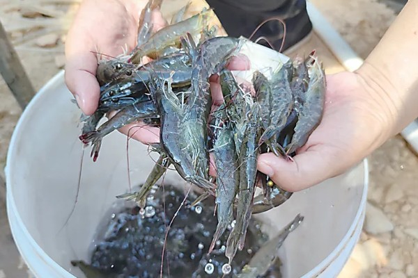 长臂虾好不好养，养殖难度并不算高
