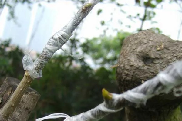 果树嫁接有什么利端,具有以下5个好处