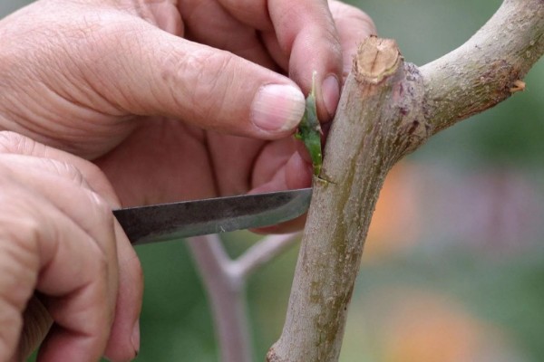 果树嫁接有什么利端,具有以下5个好处