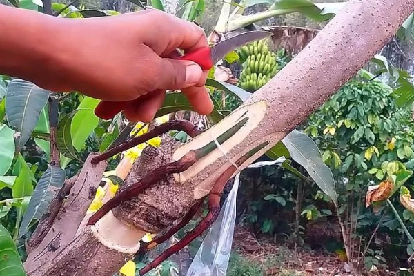 果树嫁接有什么利端,具有以下5个好处