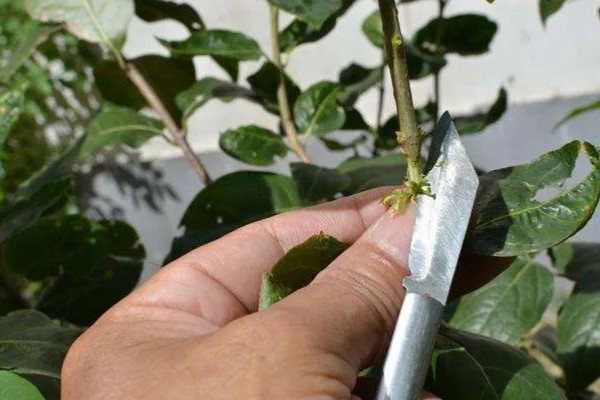 果树嫁接有什么利端,具有以下5个好处