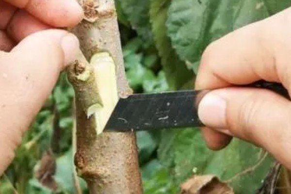 果树嫁接有什么利端,具有以下5个好处