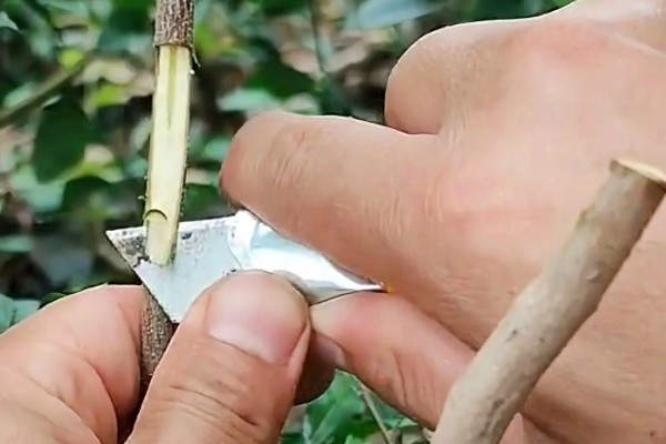 果树嫁接有什么利端,具有以下5个好处