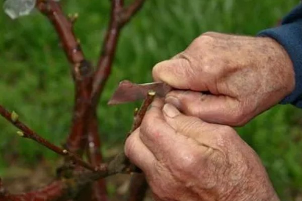 果树嫁接有什么利端,具有以下5个好处