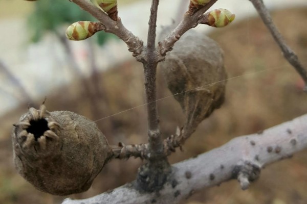 腊梅掉花苞的原因，可能是浇水过多所致