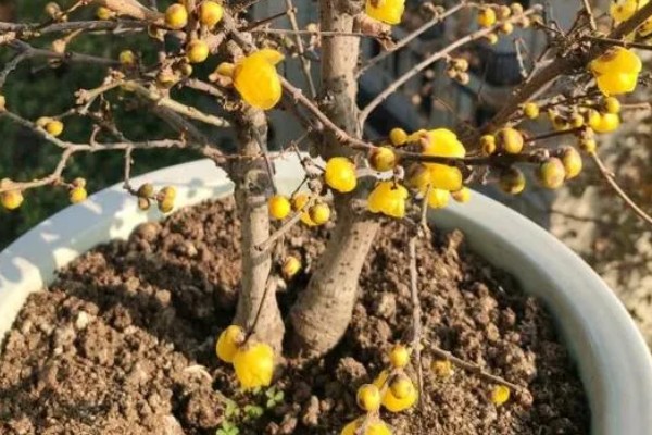 腊梅掉花苞的原因，可能是浇水过多所致