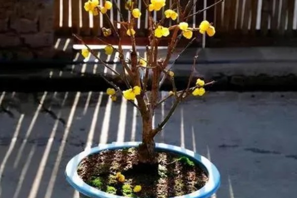 腊梅掉花苞的原因，可能是浇水过多所致