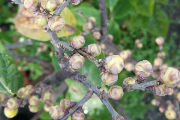 腊梅掉花苞的原因，可能是浇水过多所致