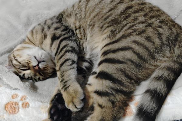 猫咪身上有跳蚤怎么处理，可以使用驱虫药