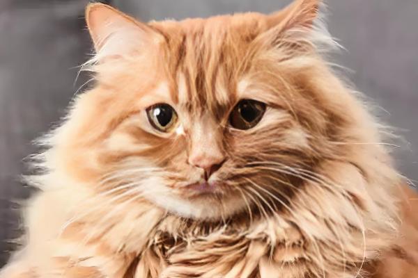 猫咪身上有跳蚤怎么处理，可以使用驱虫药