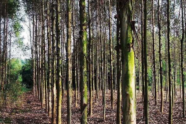 桉树的价格,1米的桉树5元左右一棵