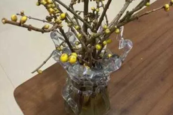 腊梅掉花苞的原因，可能是浇水过多所致