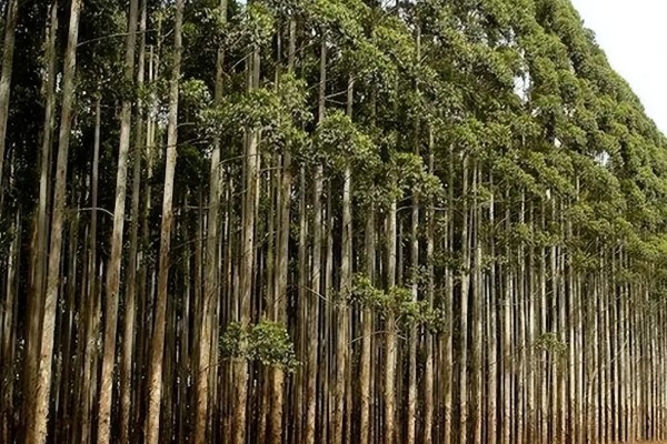 桉树的价格,1米的桉树5元左右一棵